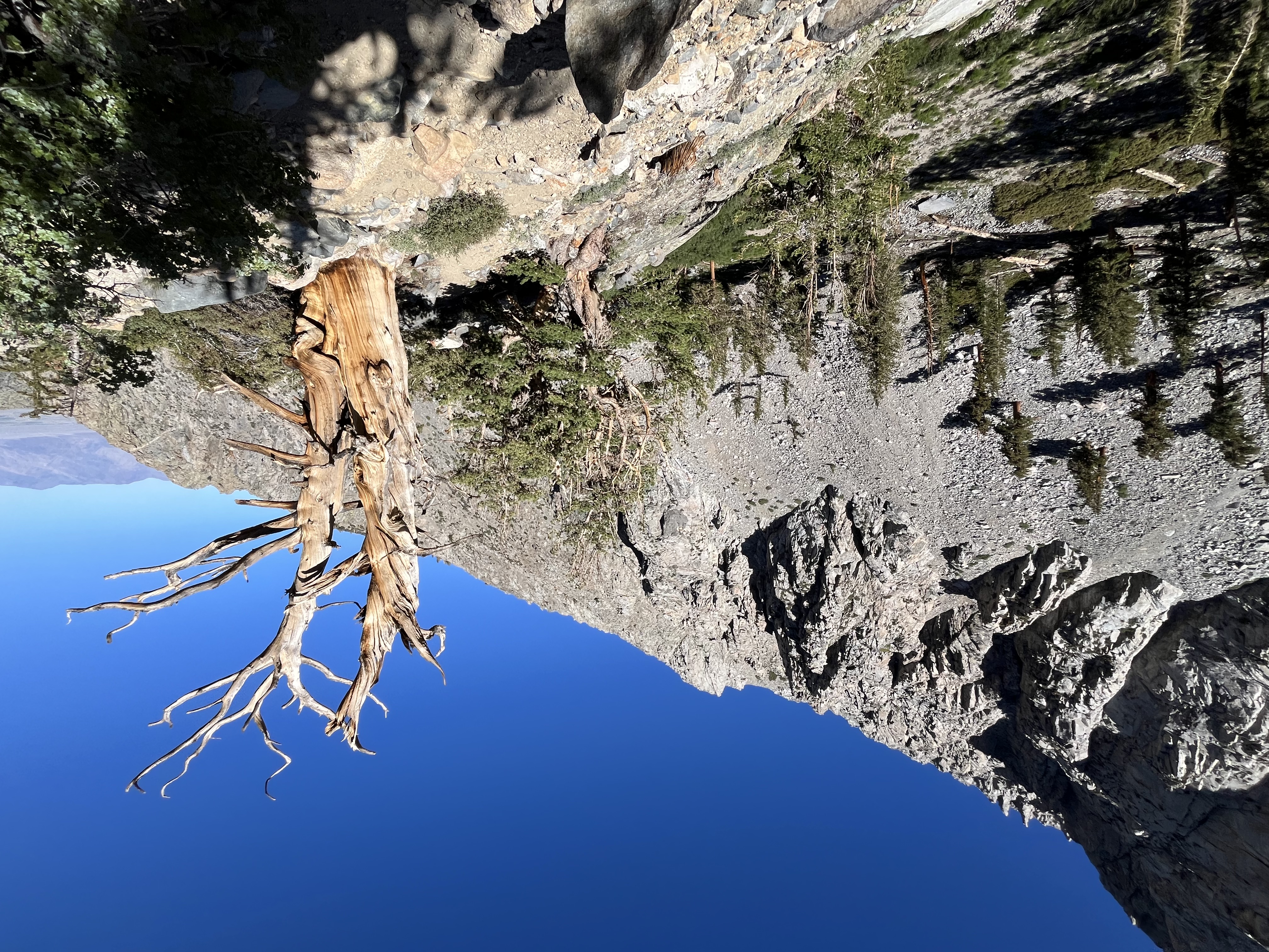 A bristlecone pine tree in the Kearsarge Pass area